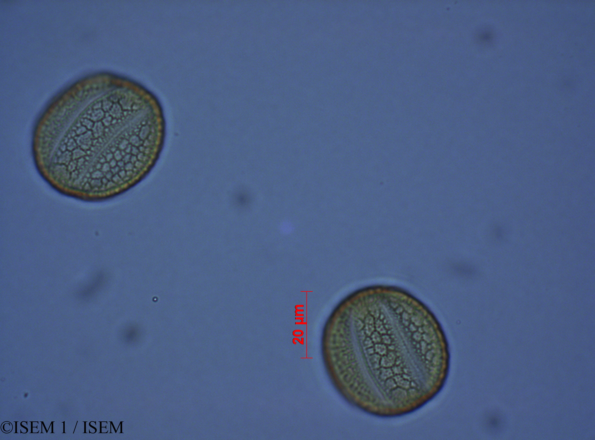 ISEM 1/Salvia_corrugata_28082/Salvia_corrugata_28082_0002(copy).jpg